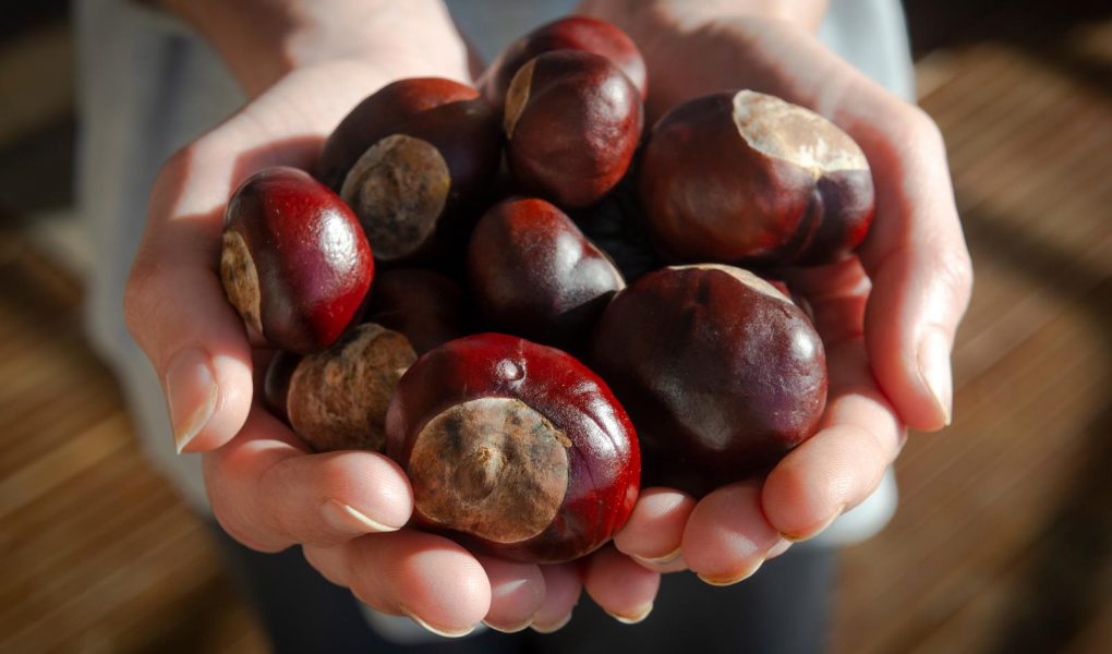 Castagne in padella