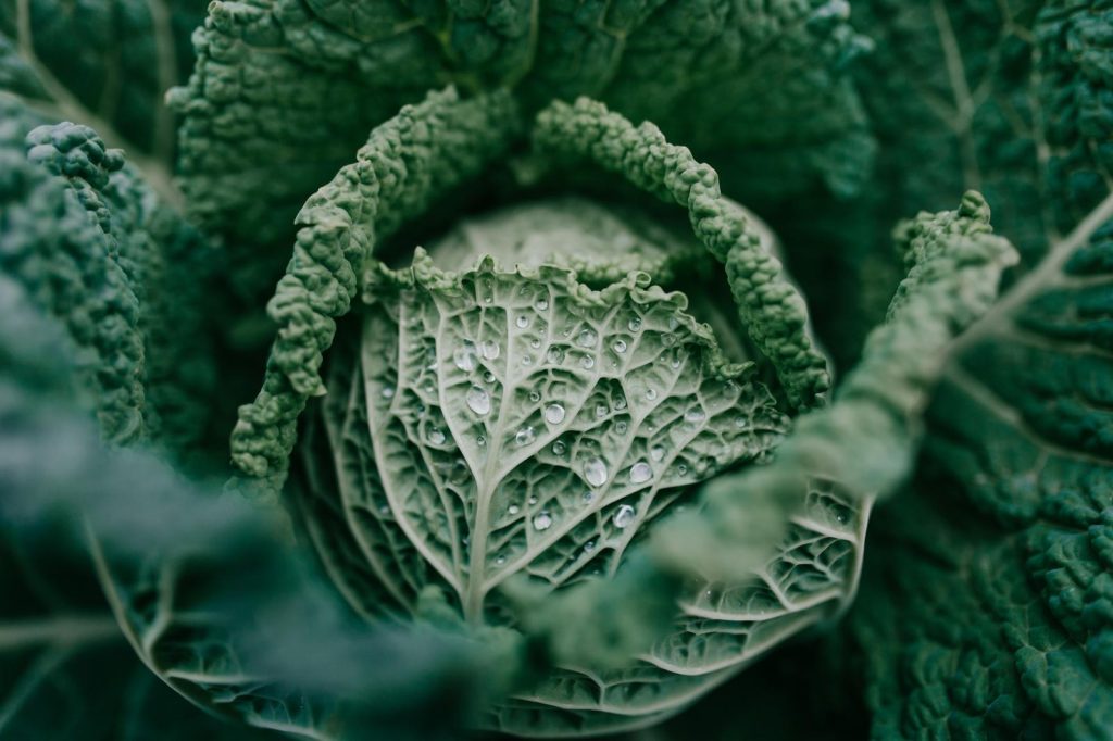 Chips di cavolo nero