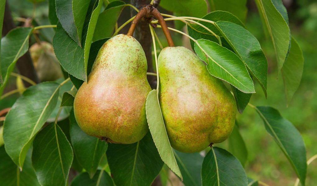 Marmellata di pere