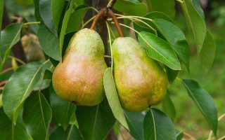 Marmellata di pere