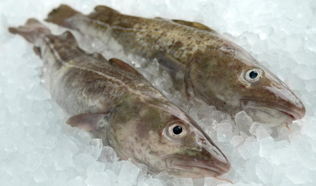 Merluzzo gratinato