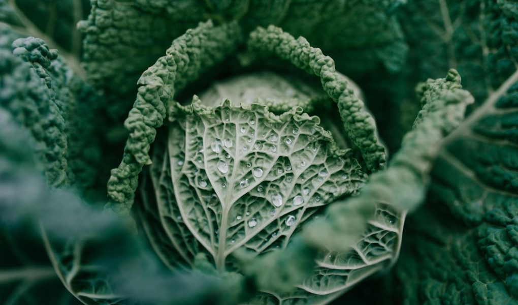 Pesto di cavolo nero
