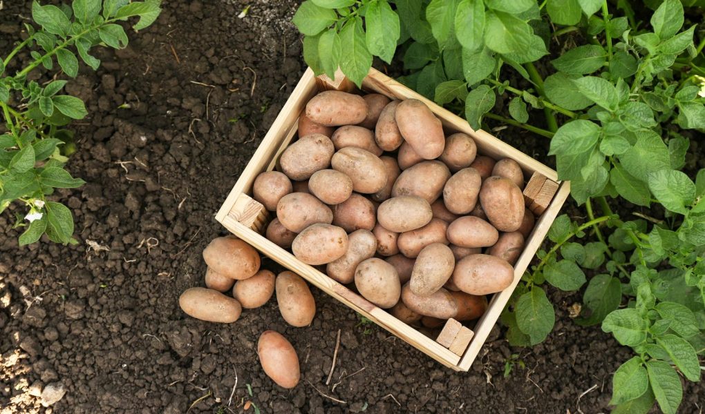 Polpettone di patate