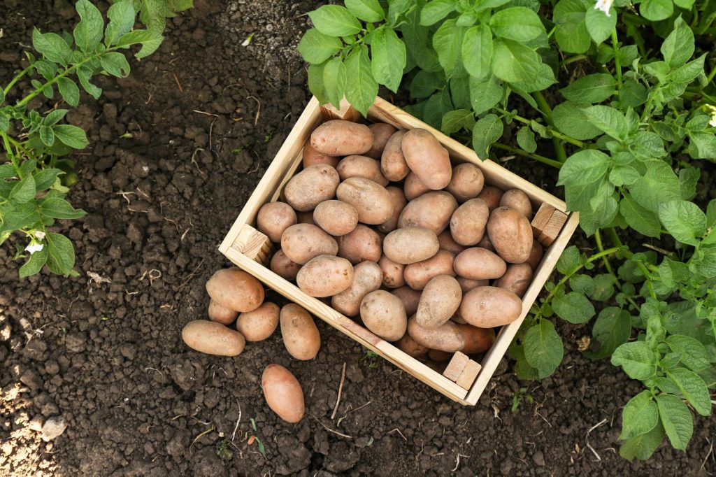 Polpettone di patate