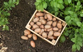 Polpettone di patate