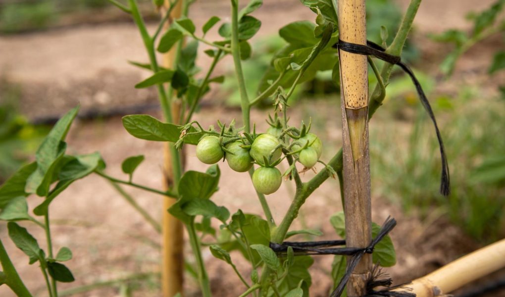 Pomodori verdi sott’olio