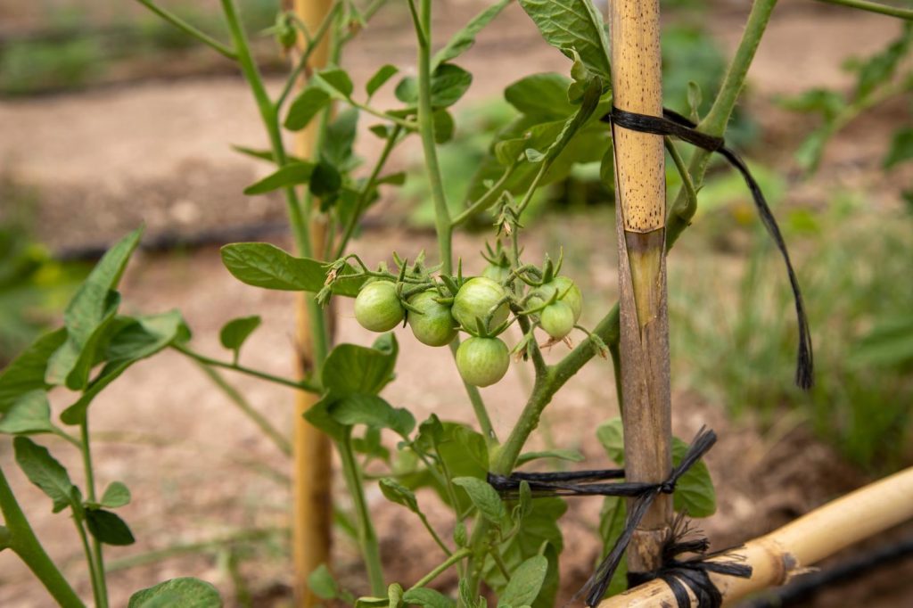 Pomodori verdi sott’olio