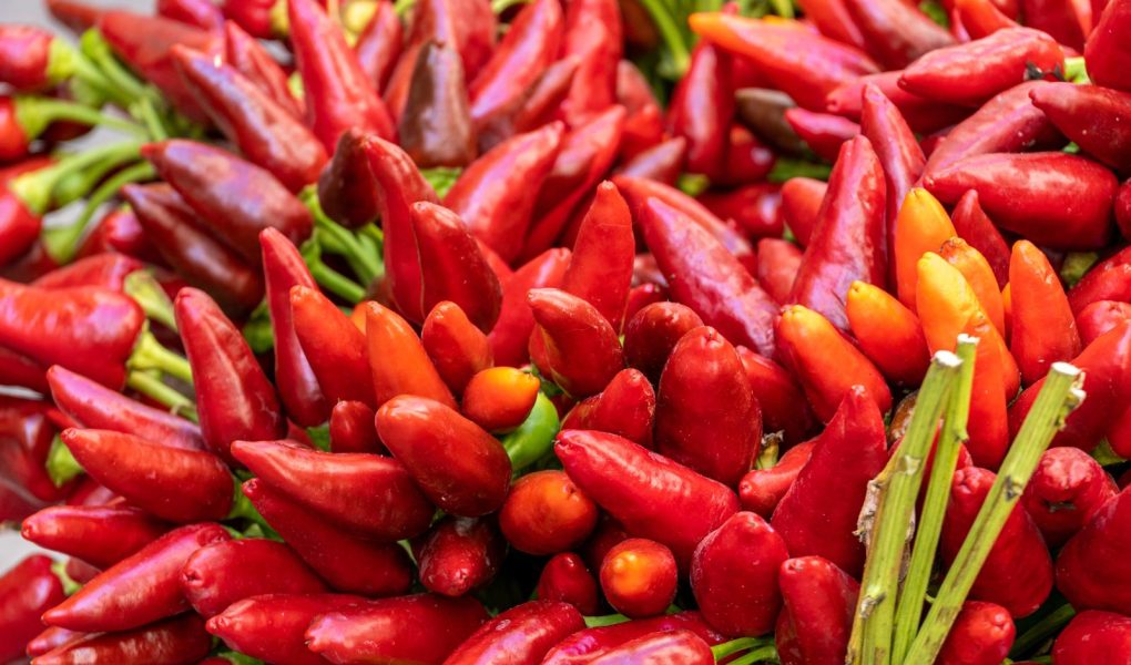 Salsa chili