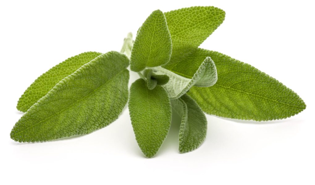 Salvia fritta
