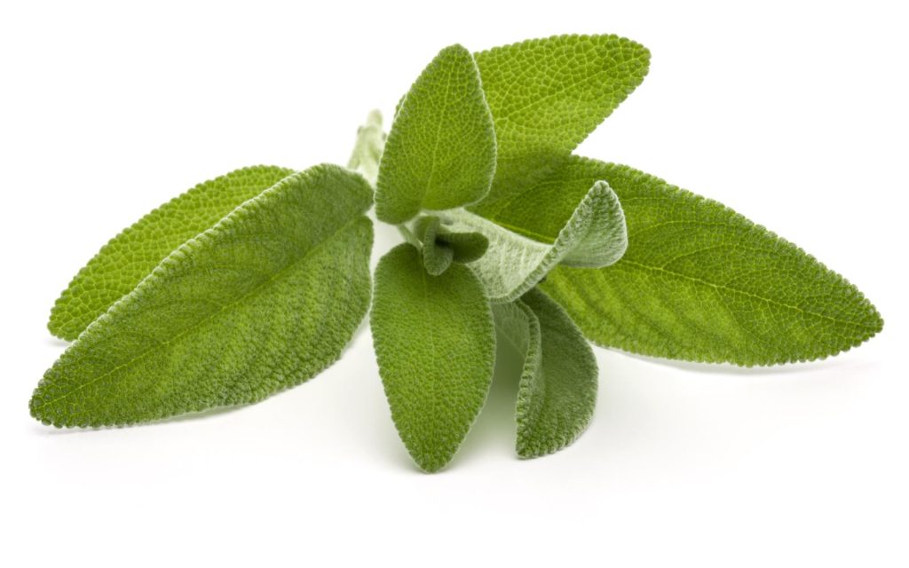 Salvia fritta