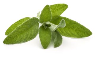 Salvia fritta