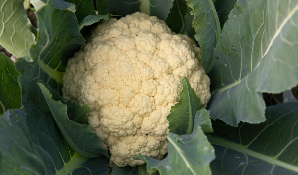Sformato di cavolfiore