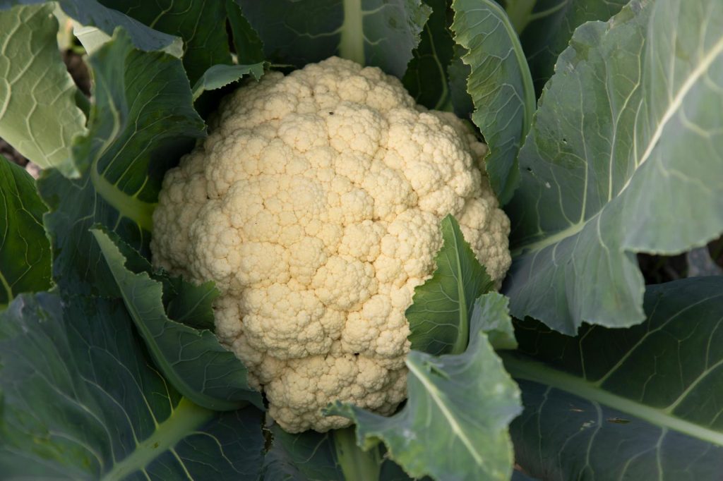 Sformato di cavolfiore