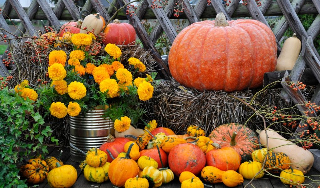 Tortino di zucca