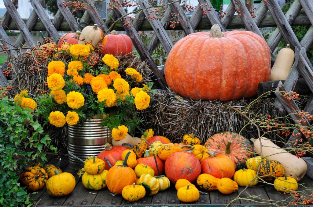 Tortino di zucca