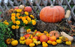 Tortino di zucca